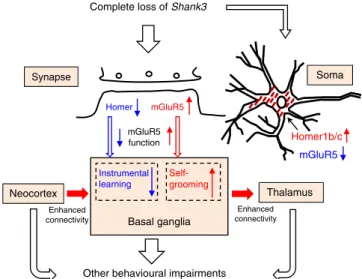 Figure 9 | A proposed model of the impairments in Shank3 completely deﬁcient mice. In De4–22  /  (  /  ) mice, the deﬁciency in Shank3 resulted in an abnormal redistribution of Homer1b/c and mGluR5 in synapses and soma of MSNs