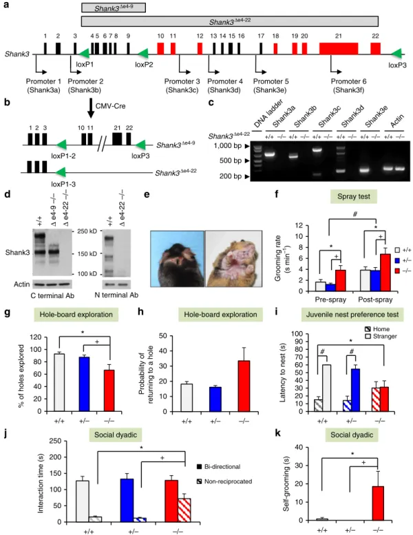Figure 1 | Generation of Shank3 complete knockout mice and their ASD-like behaviours. (a) Schematic design for Shank3 complete knockout mice using a Cre-loxP strategy
