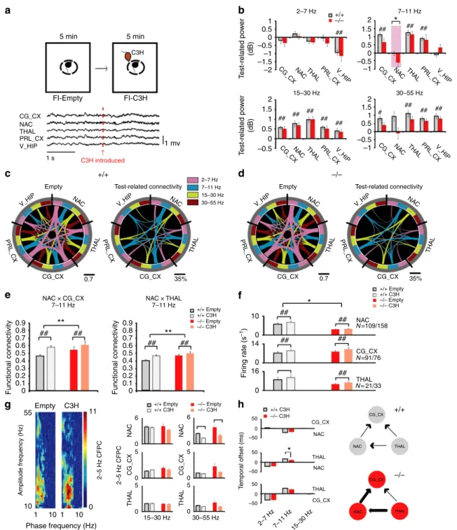 Figure 3 | Aberrant functional neural connectivity in De4–22 mice. (a) Schematic representation of the forced social interaction test (top)