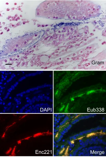 FIG 1 Demonstration of enterococci adhering to the small intestinal epithe-