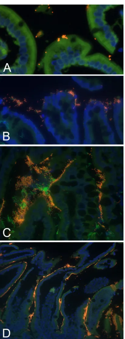 FIG 2 Representative results of semiquantitative scoring of the number andextent of enteroadherent enterococci in 4 healthy group A kittens