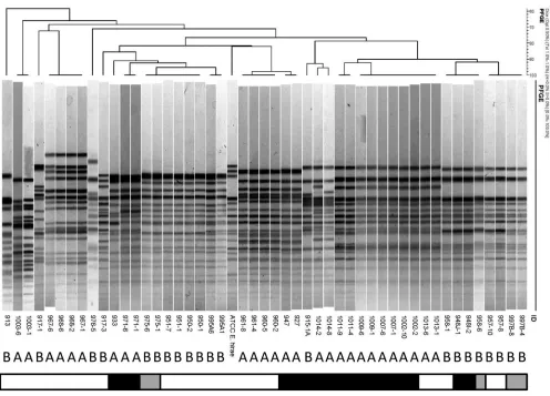 FIG 6 Pulsed-ﬁeld gel electrophoresis of 48or were euthanized due to severe illness (group B;enteroadherent enterococci or EPEC observed; black, enteroadherent enterococci present; gray, EPEC present)