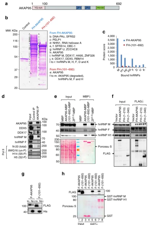 Figure 1 | AKAP95 is associated with many proteins involved in transcription and RNA processing at its N-terminus