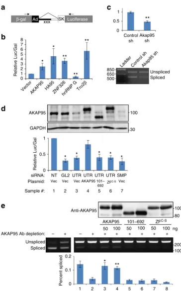 Figure 2 | AKAP95 is directly required for efﬁcient minigene splicing.