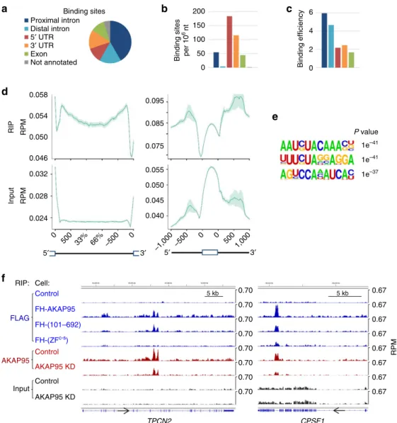 Figure 4 | AKAP95 preferentially binds to introns of cellular pre-mRNAs. (a) Distribution of the numbers of endogenous AKAP95 binding sites within different categories of genic regions, as calculated from MACS peak counts