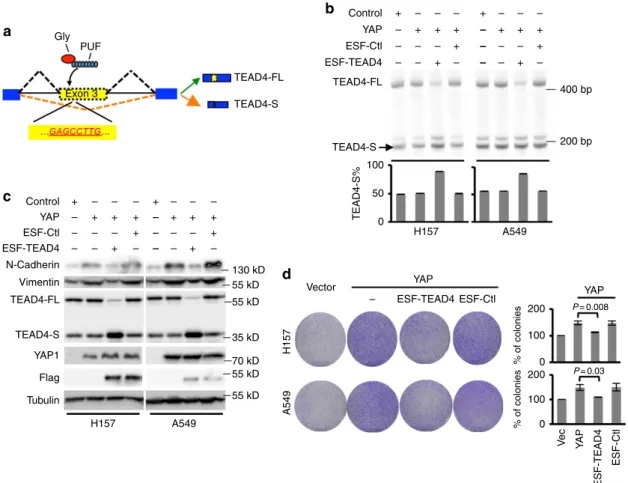 Figure 4 | The splicing switch to TEAD4-S inhibits EMT and cancer cell proliferation. (a) Schematics of the engineered splicing factor (ESF-TEAD4) that regulates the splicing of TEAD4