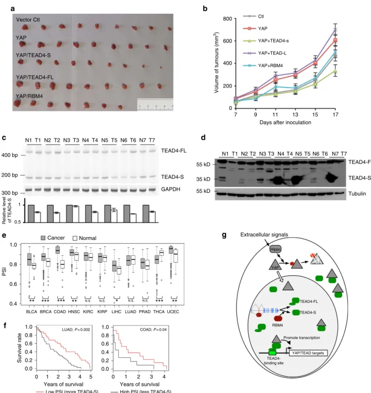 Figure 5 | TEAD4-S can inhibit tumour growth in vivo. (a) H157 cells stably expressing YAP, YAP/TEAD4-FL, YAP/TEAD4-S, YAP/RBM4 or vector control were subcutaneously injected into the ﬂank of nude mice