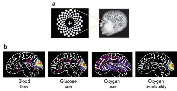 Figure 1 (Raichle and Mintun, 2006). Measuring human brain activity using fMRI. Presentation of a  visual  stimulus  to  an  individual  (a)  results  in  increased  blood  flow  to  active  regions  of  the  brain,  wherein neurons consume glucose and oxy