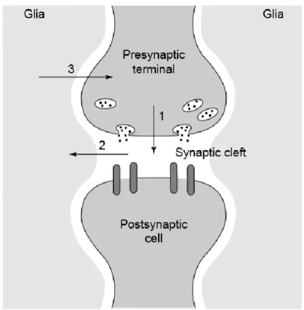 Figure  6  (Araque  et  al.,  1999).  The  tripartite  synapse.  Neurons  signal  to  one  another  via  neurotransmitter release at the synaptic cleft (1)