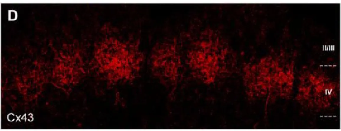 Figure 9 (Houades et al., 2008). Gap junction-coupled astrocyte networks. Astrocytes are extensively  coupled  by  gap  junctions  composed  of  Cx43  and  Cx30  that  allow  intercellular  passage  of  ions  and  small  molecules  (<1000  Da)
