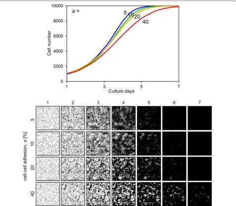 Fig. 9 Cell proliferation simulation with varied cell–cell adhesion. The upper graph shows the growth curves and the lower images are proliferating cell images for each condition