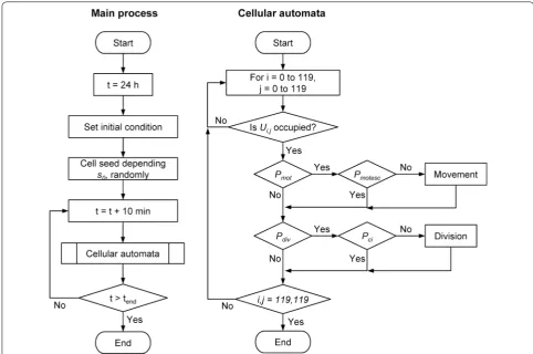 Fig. 3 Flow charts of the cell proliferation simulation. The according to the which is determined by the effect of cell–cell adhesion (parameter left chart shows the main process and the right chart shows the cellular automata process