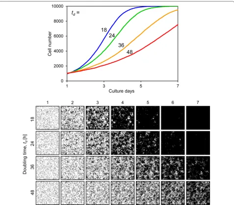 Fig. 7 Cell proliferation simulation with varying cell doubling time. The ing cell images for each condition