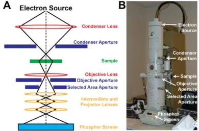Figure 2-1. Electron Microscope Optics and Design: (A) Theoretical design of microscope  column with lens and apertures for the projection of an electron image and (B) a JEOL 100 CX  TEM for low-resolution imaging