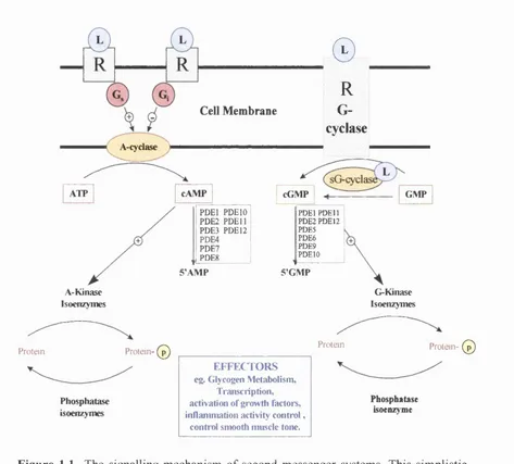 Figure 1.1 The signalling mechanism of second messenger systems. This simplistic 