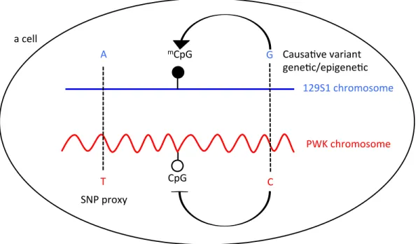 Figure 2-1. F1 hybrids as a tool for discovering cis-acting variants that direct DNA  107	  