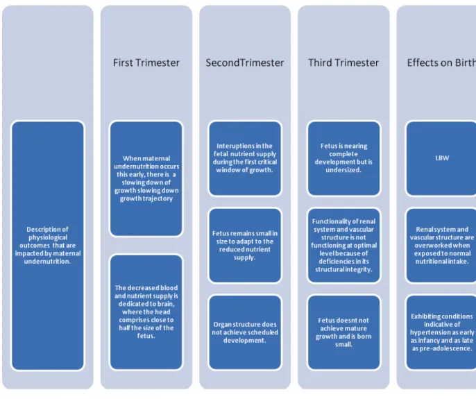 Figure 1 - Effects of nutritional Interruptions during Prenatal Development 