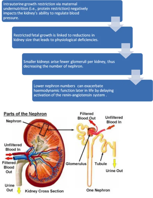 Figure 2 - Alterations in Kidney Function during Nephrogenesis.   