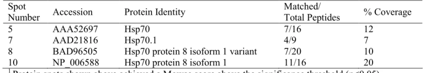 Table 2.1  Summary of Hsp70 proteins identified by MALDI-TOF MS  Spot 