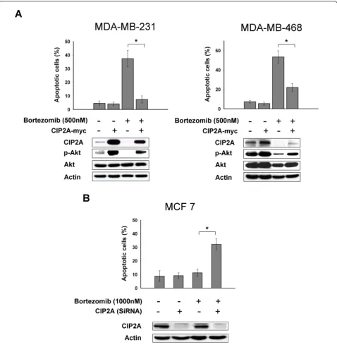 Figure 3, Downregulation of CIP2A by siRNA increased bortezomib-induced apoptosis in MCF-7 cells
