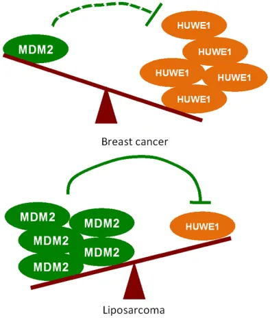 Table 7. MDM2/HUWE1 gene expression in liposarcoma (GEO)