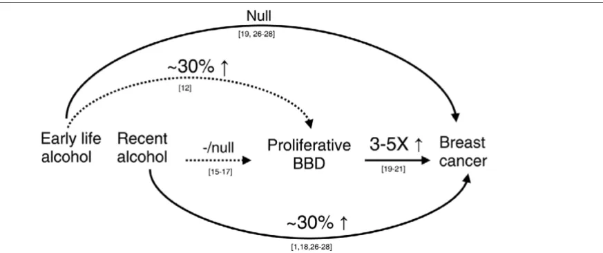 Figure 1Schematic description of relation between alcohol consumption, proliferative benign breast disease (BBD), and breast cancer