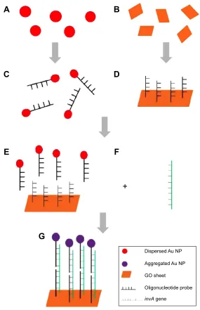 Figure 1 graphical representation of the biosensor in the detection of Salmonella enterica.Notes: (A) Production of au NP using the Turkevich method