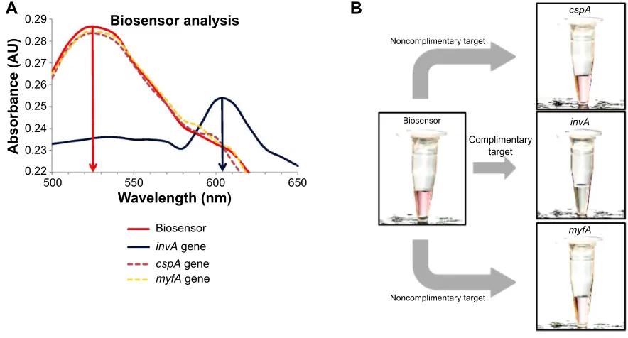 Figure 2 Specificity testing of the biosensor utilizing multiple gene targets.Notes: (A) Wavelength analysis of the biosensor solution in comparison with the addition of complementary invA gene target and noncomplementary cspA and myfA gene targets
