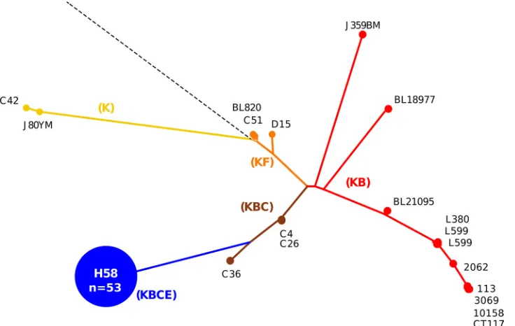 FIG 3 Comparison of MLPA and SNP genotyping for S. Typhi. The phylogenetic tree was determined by detecting SNP variations at 1,485 previously identiﬁedloci across the S
