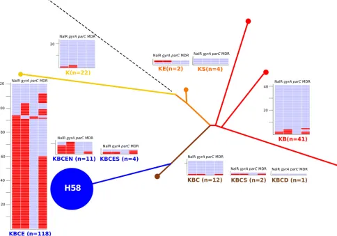 TABLE 4 MLPA indel genotyping of 217 Asian S. Typhi isolates