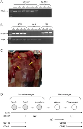 Figure 1: Igλ-Myc/3’RR-deficient lymphoma mice. A. A typical PCR profile for the detection of the Igλ-Myc transgene