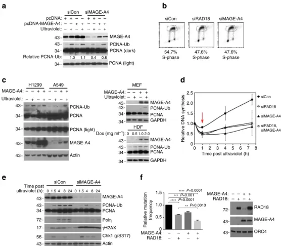 Figure 7 | MAGE-A4 promotes TLS and DNA-damage tolerance. (a) H1299 cells were transiently transfected with MAGE-A4 or non-targeting siRNAs.