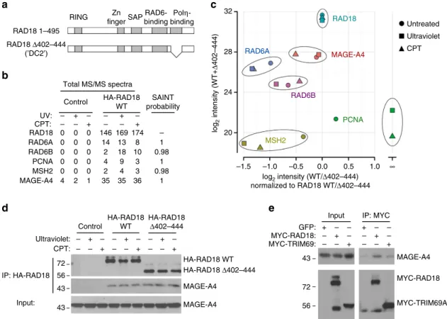 Figure 1 | MAGE-A4 is a novel component of the RAD18 complex in cancer cells. (a) Domain organization of full-length RAD18 and RAD18 D402–444 (which harbours an internal deletion removing the PolZ-binding domain)