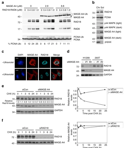 Figure 3 | MAGE-A4 promotes RAD18 stability. (a) Recombinant RAD18–RAD6 complex (0, 0.27, 0.54 and 0.82 mM) was incubated with E1, ubiquitin and puriﬁed PCNA