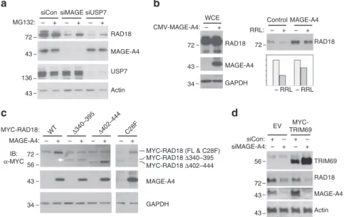 Figure 4 | MAGE-A4 protects RAD18 from ubiquitin-mediated proteolysis. (a) Replicate plates of H1299 cells were transfected with siRNA against MAGE-A4, USP7 or with non-targeting control siRNA