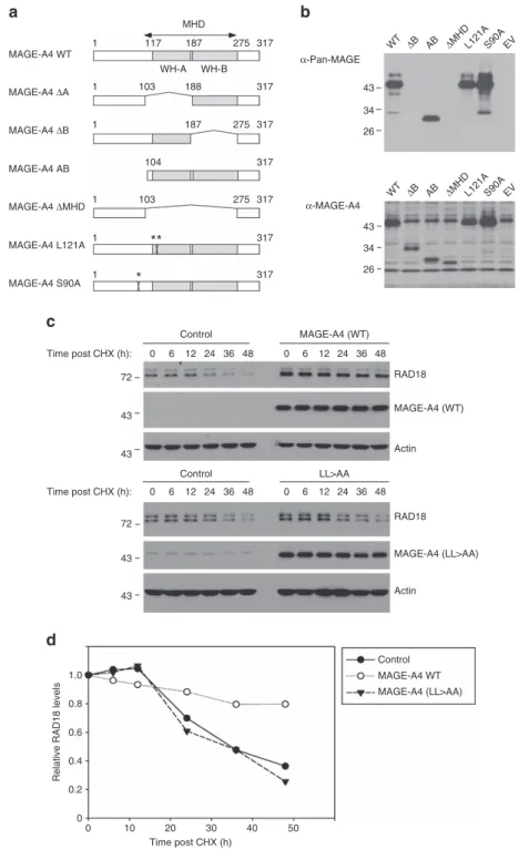 Figure 5 | Mutational analyses to deﬁne structural requirements for MAGE-A4-induced RAD18 stabilization