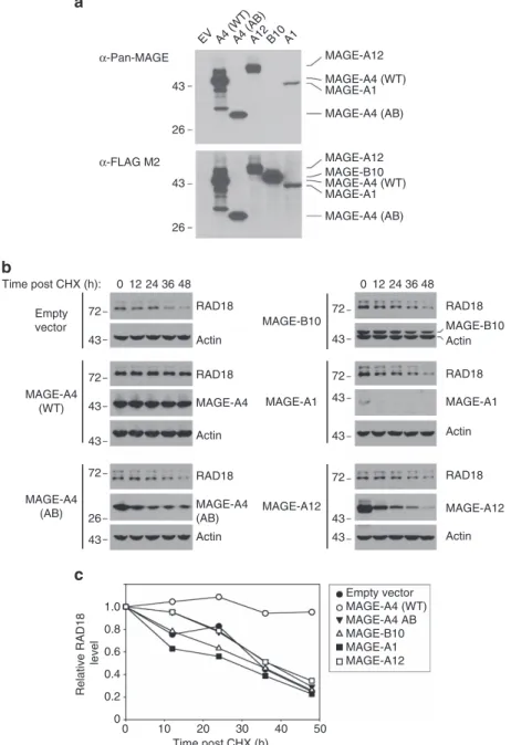 Figure 6 | Effect of MAGE family members on RAD18 stability. (a) 293T cells were transfected with expression vectors encoding FLAG-tagged forms of WT MAGE-A4, MAGE-A4 AB (see Fig