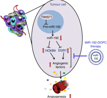 Figure 6 | Schematic representation of mechanisms by which miR-192 mediates its anti-angiogenic function