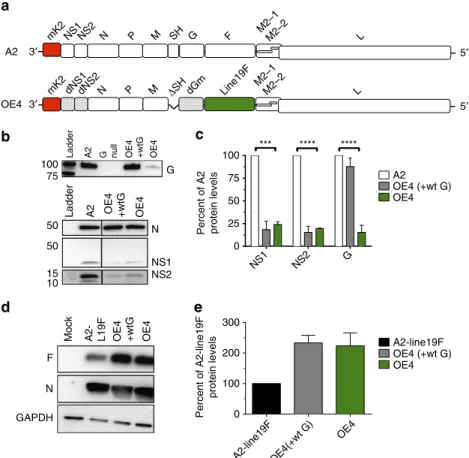 Figure 3 | Design of live-attenuated vaccine OE4 and expression of viral proteins. (a) Schematic of RSV LAV OE4 genome including codon deoptimization of the NS1, NS2 and G genes, deletion of the SH gene, and incorporation of the line 19F gene