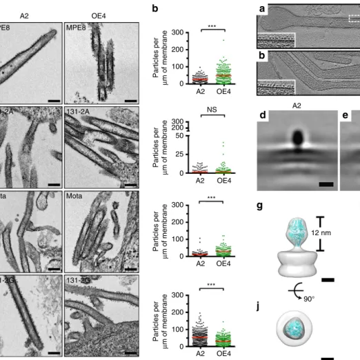 Figure 5 | Cryo-electron tomography of RSV virions and subvolume averaging of the F glycoprotein
