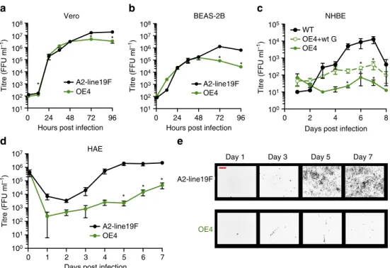 Figure 6 | OE4 replication in immortalized and primary cell cultures. Vero (a), BEAS-2B (b), primary normal human bronchial epithelial cells differentiated at air–liquid interface (NHBE) (c), primary human tracheobronchial airway cells differentiated at ai