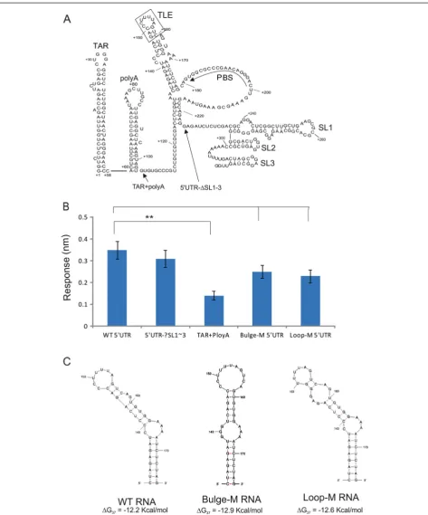 Fig. 2 The stem-loop formed by nucleotide 142 to 170 in 5’UTR of HIV-1 genomic RNA is important for interaction with eEF1A