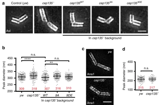 Figure 7 | Phosphorylation of Cep135 is critical for positioning Asl on centrioles. (a) SIM of Asl in spermatocyte centrioles from testes of the indicated genotypes