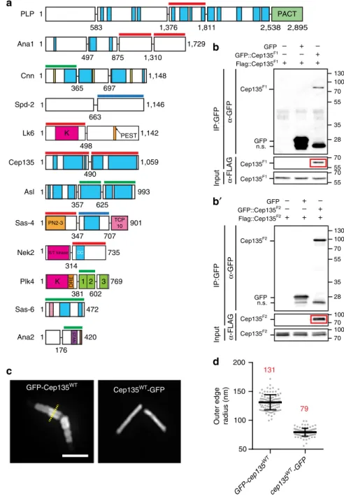 Figure 3 | Multimerization is a common feature of centrosome proteins. (a) Schematics (as in Fig