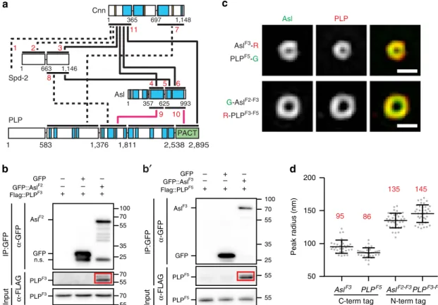 Figure 4 | PCM protein interactions predict position and function. (a) PPIs among PCM proteins