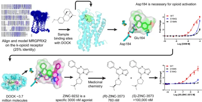 Figure 5. In silico MRGPRX2 homology modeling predicts a selective agonist