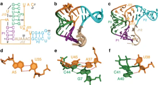 Figure 1. Solution structure of the apo B. cereus fluoride riboswitch aptamer