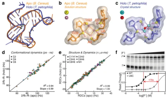 Figure 2. The fluoride riboswitch aptamer adopts structurally similar apo and holo states (a) Comparison between the apo solution structure of B