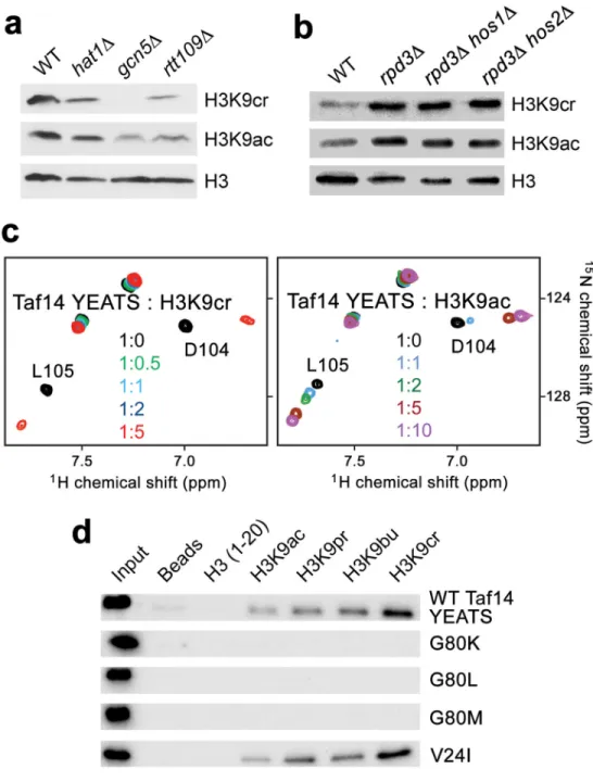 Figure 2. H3K9cr is a selective target of the Taf14 YEATS domain