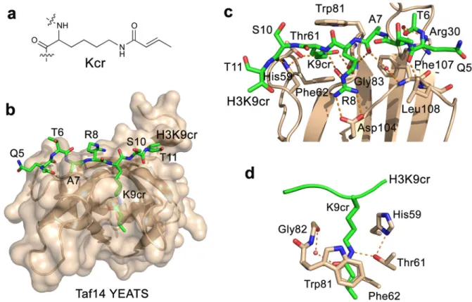 Figure 1. The structural mechanism for the recognition of H3K9cr